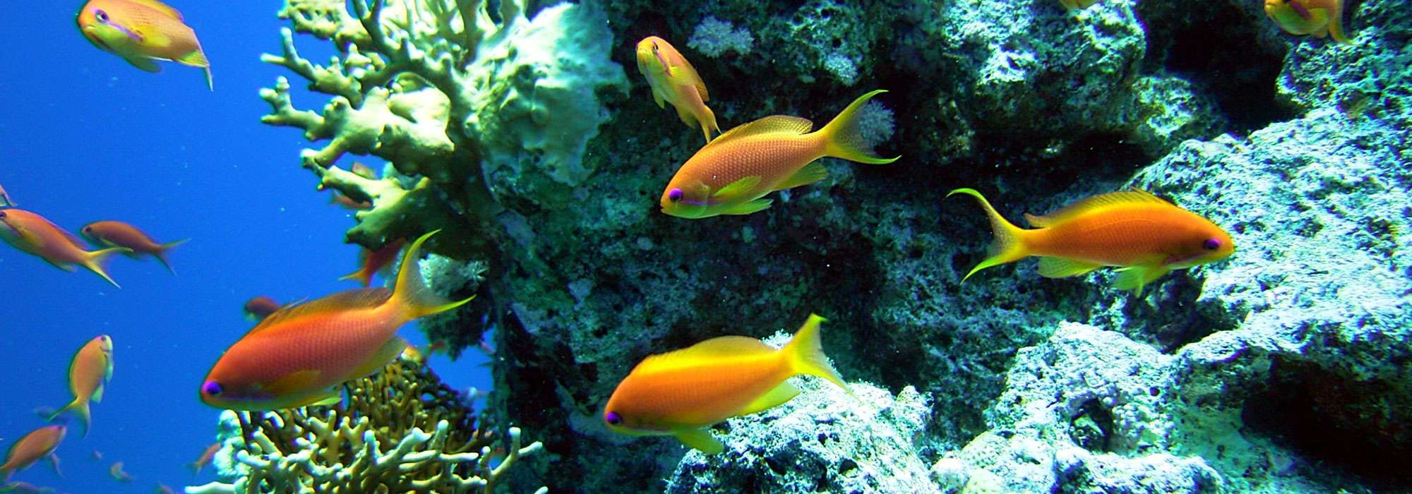 Greek Activities